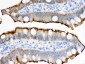 Anti-Villin Picoband Antibody